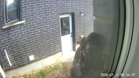 Dad brings more from the buffet
