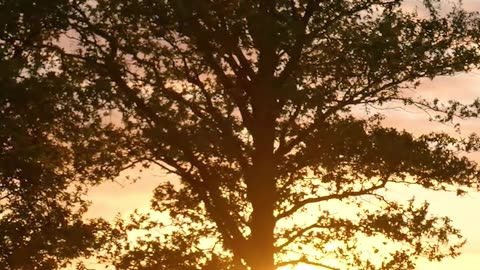 LIVING IN ALIGNMENT - Lama Dawa's Commentary