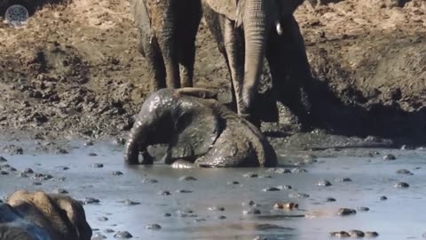 A man saved a drowning baby elephant and then the whole herd did something shocking to him.