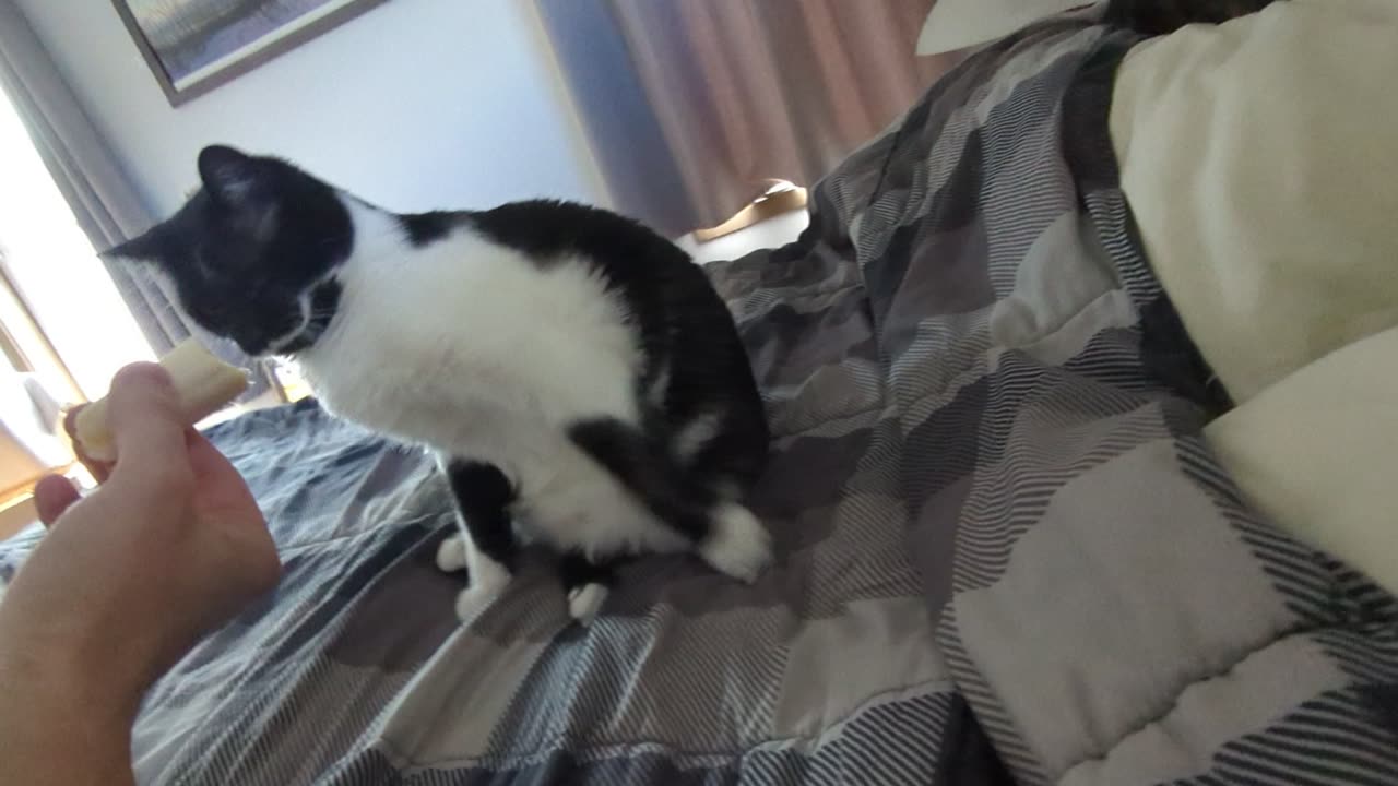 My cat dislikes banana