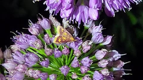 Nocturnal Raid turned up a new Species #233 Winged Insect: Unknown