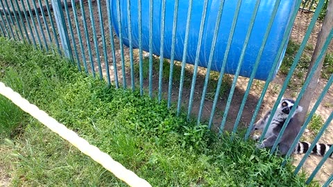 Ring tailed lemurs hanging about