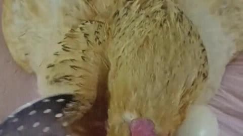 It is a chicken that knows how to be grateful.