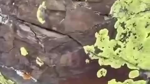 Giant Petrified Biology 🌱🌱🌱