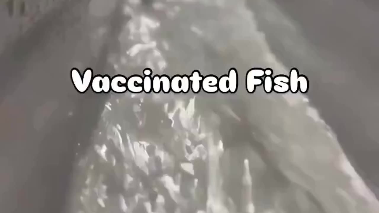 Vaccinated fish!