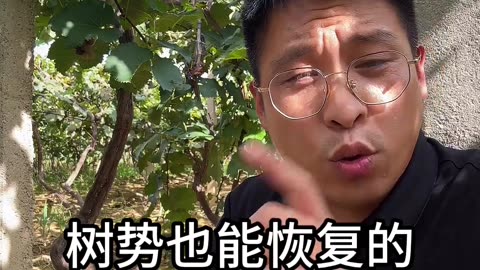 小铁丝大用途 果树高产挡不住#果树种植 #果树管理 #果园管理 #果树种植管理 #果树施肥