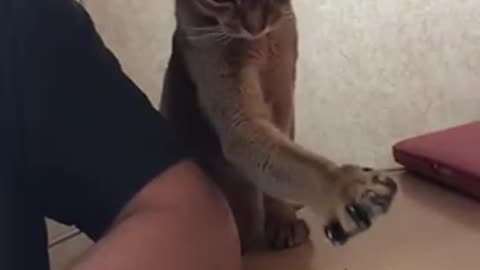 Un chat essaye d'attraper une cuisse de poulet