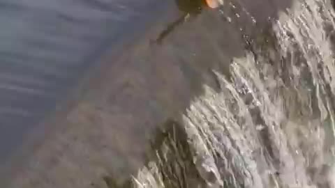 Duckling falls over waterfall, mother rescues it and siblings follow