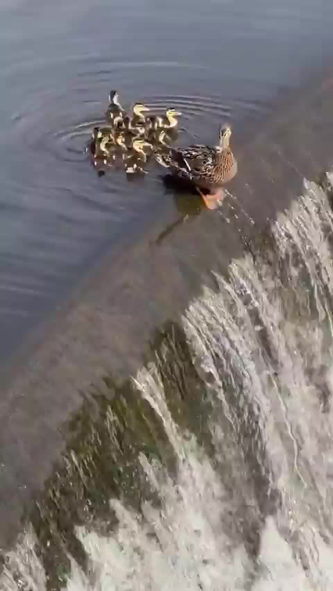Duckling falls over waterfall, mother rescues it and siblings follow