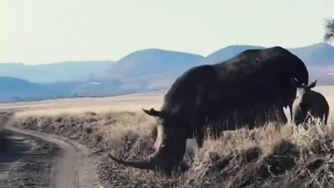 Animal funny video ever