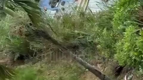 Hombre fue asesinado con hacha en Floridablanca: video revela brutal ataque