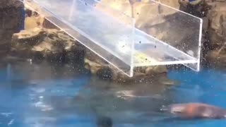 🐧😂 This Penguin's Journey is HEARTWARMING | FunFM