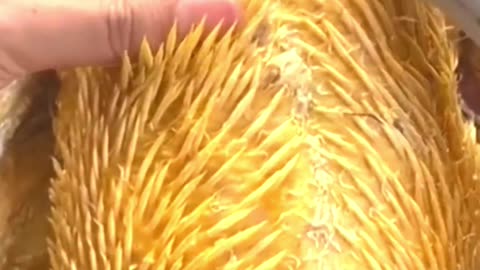 How the Electric Poultry Feather Pluckier Works?