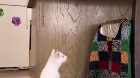 Cats and aluminum foil! 🤣🤣🤣