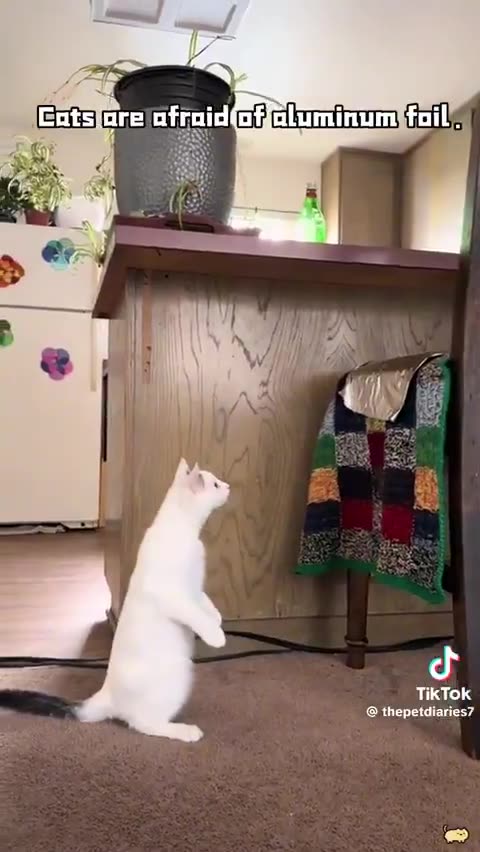 Cats and aluminum foil! 🤣🤣🤣