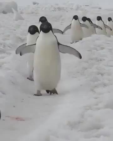 Penguin highway.. 😅