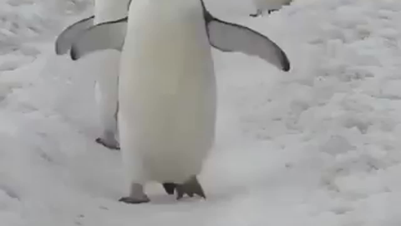 Penguin highway.. 😅
