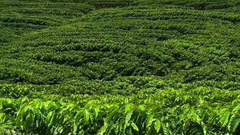 Ethiopian coffee