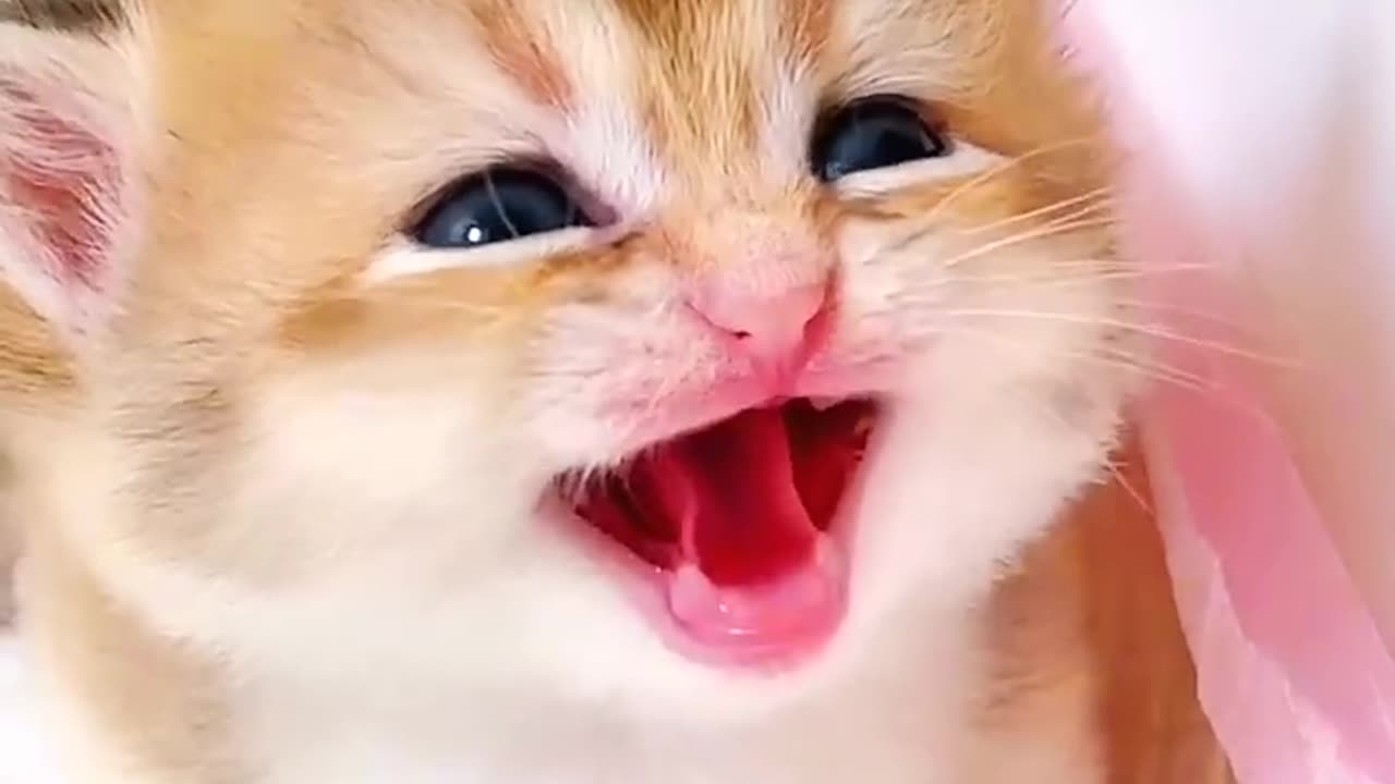 Kitten meow meow 😍😱🙈