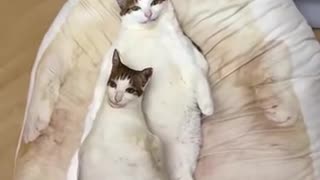 😂🐈 Fractal Cat's Psychedelic Adventure! | FunFM