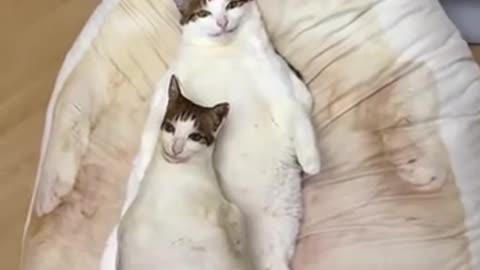 😂🐈 Fractal Cat's Psychedelic Adventure! | FunFM