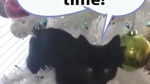 Humans Cats Play Fun Laughter