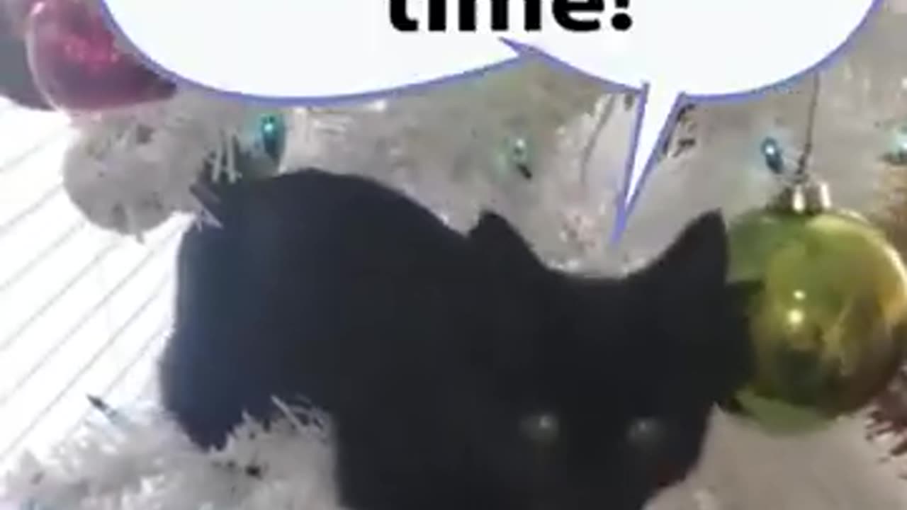 Humans Cats Play Fun Laughter