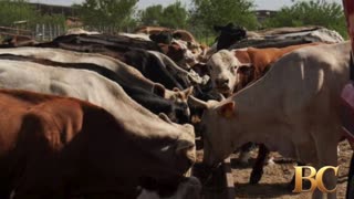 Tyson Foods to close major beef plant, scale back operations