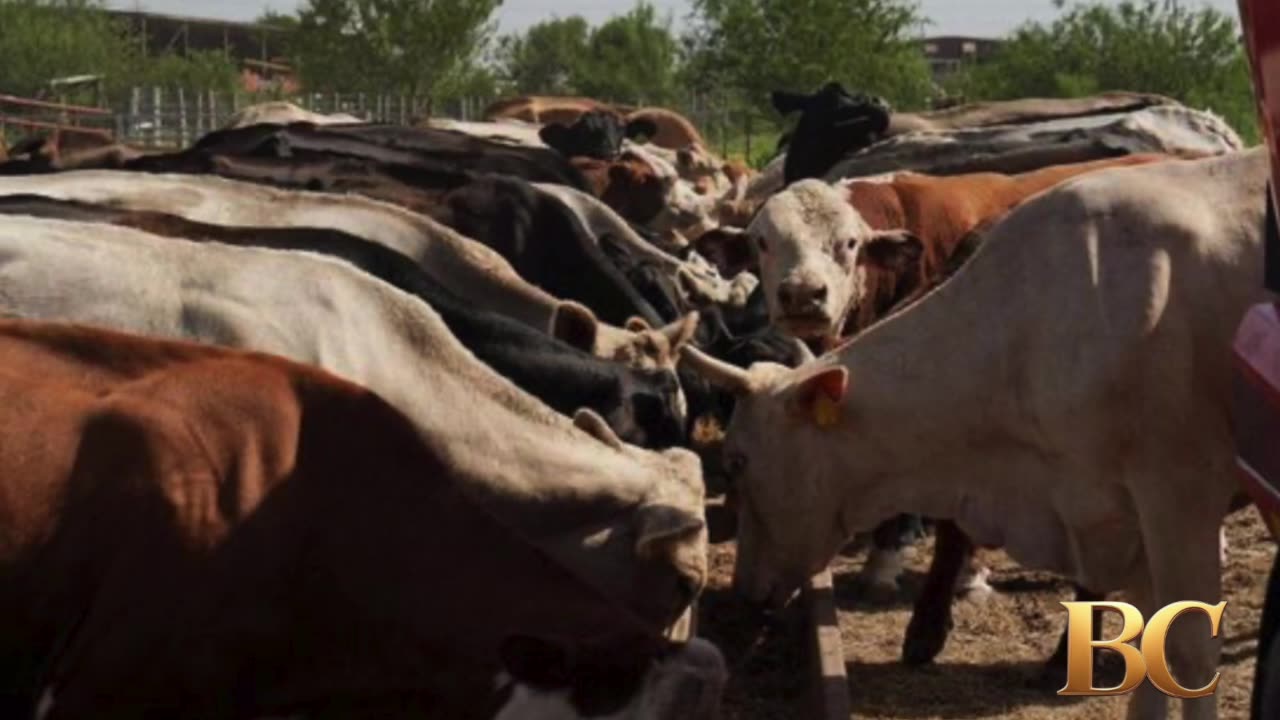 Tyson Foods to close major beef plant, scale back operations