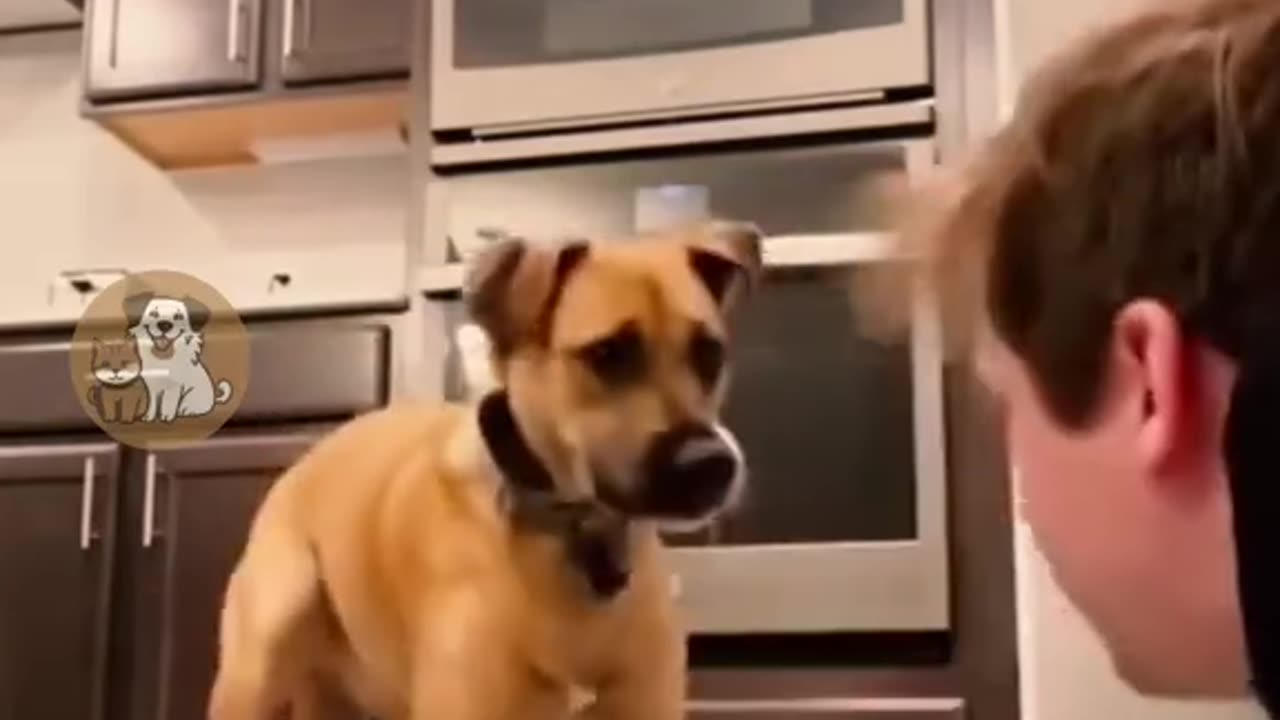 Funny animals