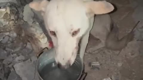 While searching through the rubble in Gaza, rescue teams managed to pull a dog out alive