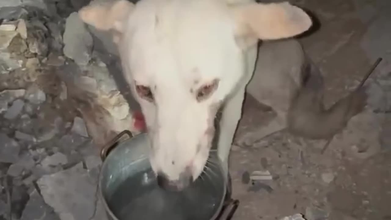 While searching through the rubble in Gaza, rescue teams managed to pull a dog out alive