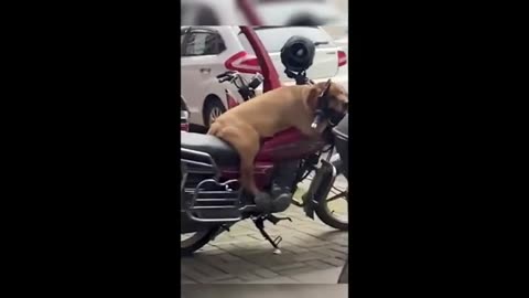 Funny_Cat_Videos_