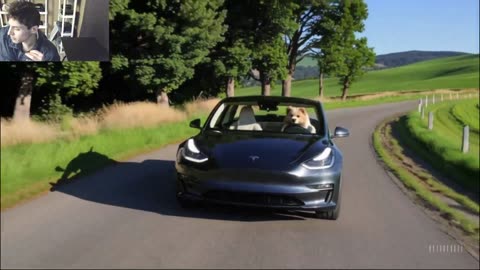The Dog Drives A Tesla Model 3 Car On The Roadway Fake Funny Parody Video