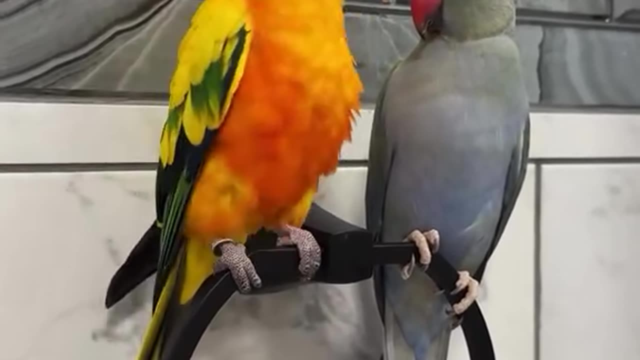 one dances the other just stares 😂