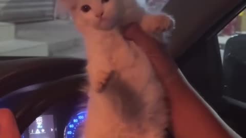 Dancing cat
