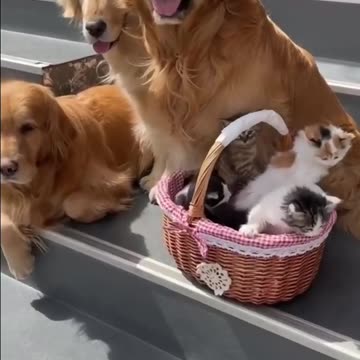 Dog Babysits Kittens Like a Pro!