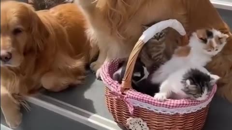 Dog Babysits Kittens Like a Pro!