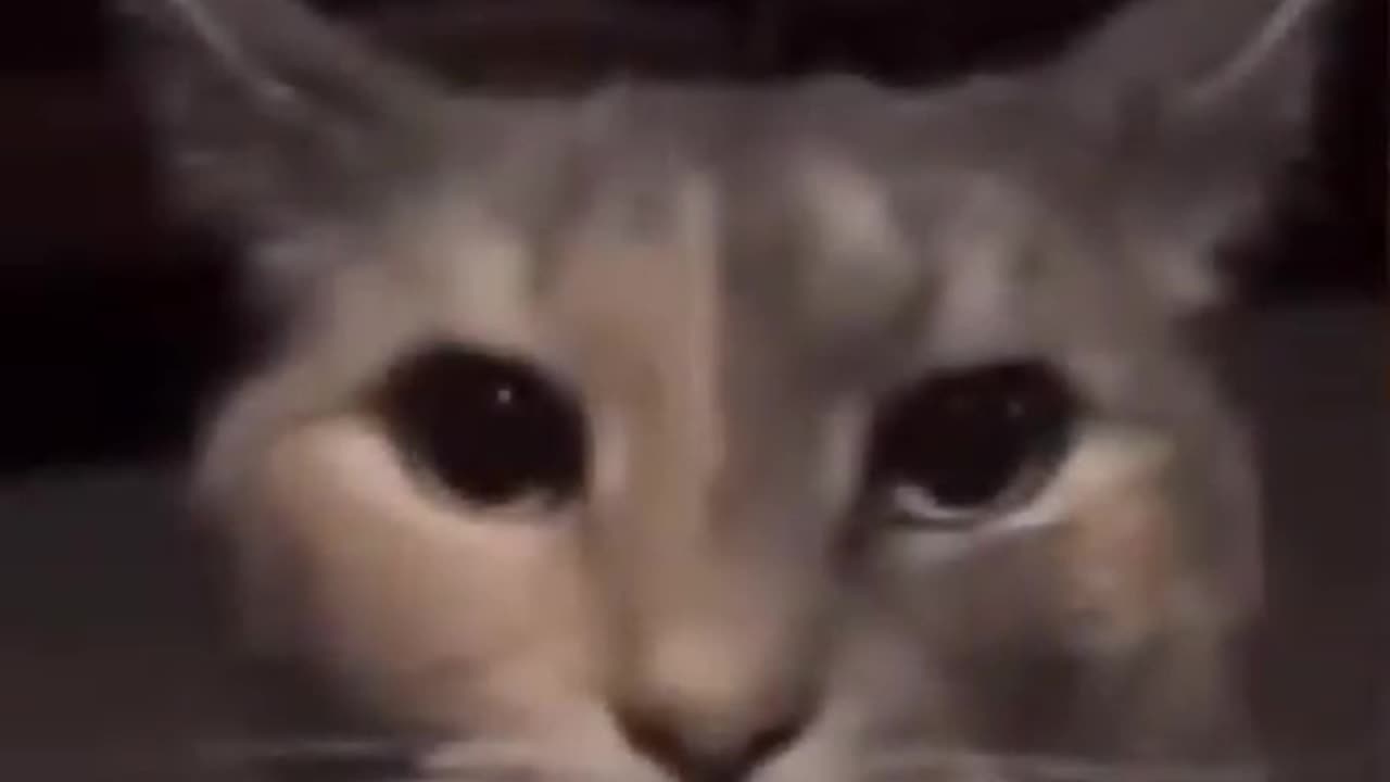 memes scavenged from the corners of the internet part 221