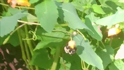 Bumble bee