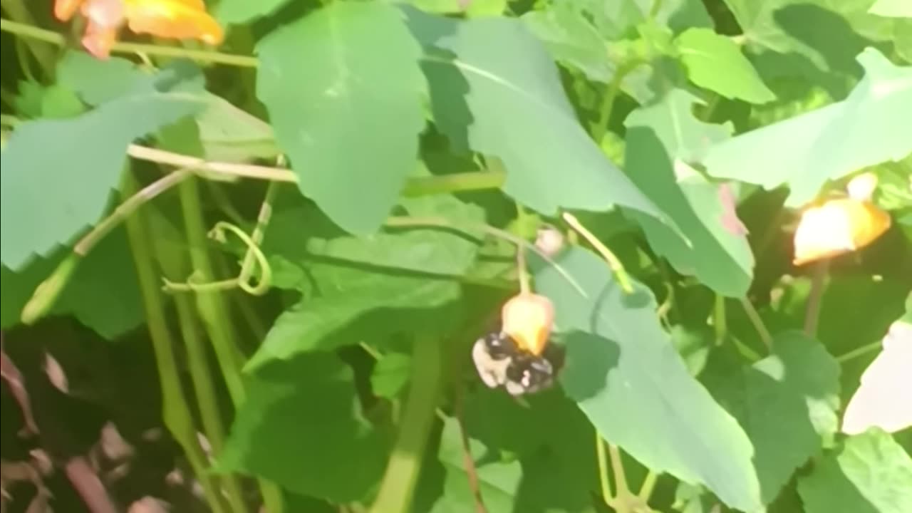 Bumble bee