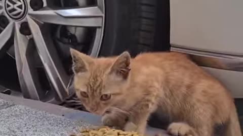No One Adopts This Kitten Because She Is A Feral Cat, Looks Thin, Smelly