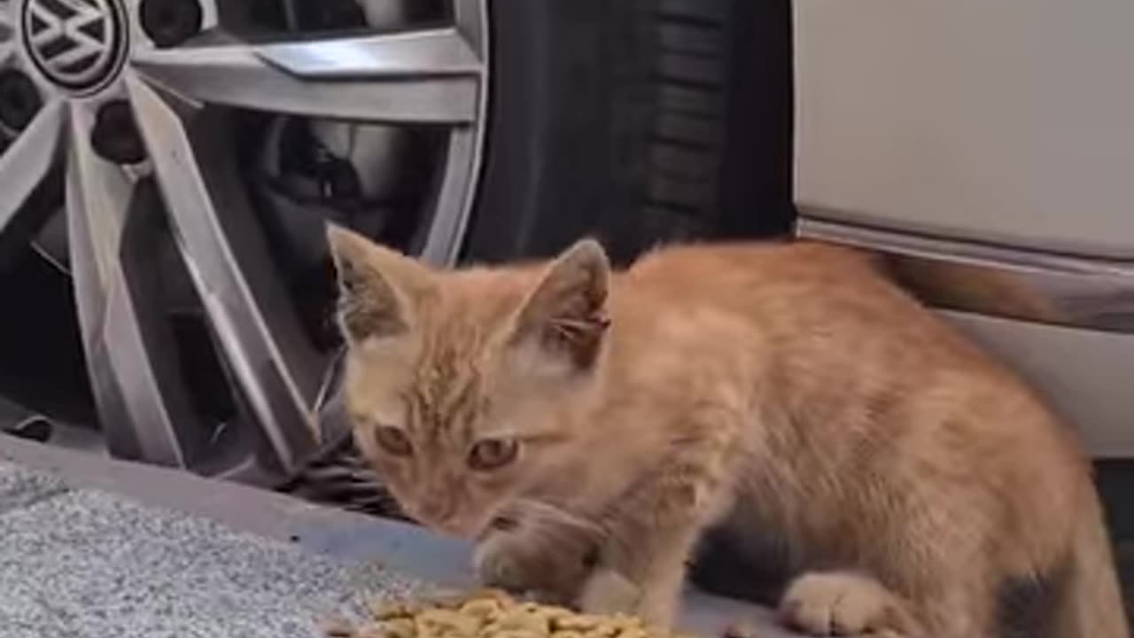 No One Adopts This Kitten Because She Is A Feral Cat, Looks Thin, Smelly