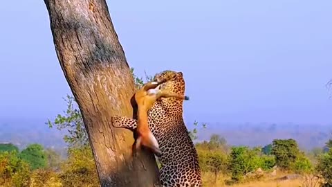 Tiger atac full video👿