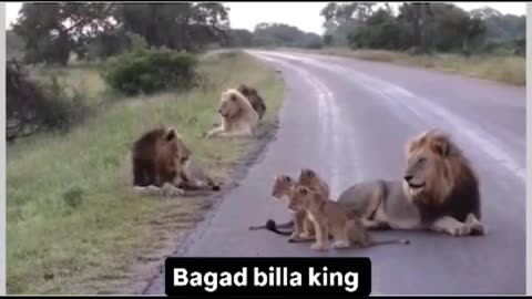 Animals funny video