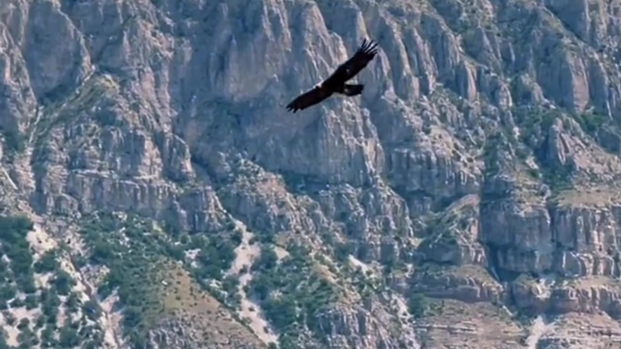 Nature and Animals