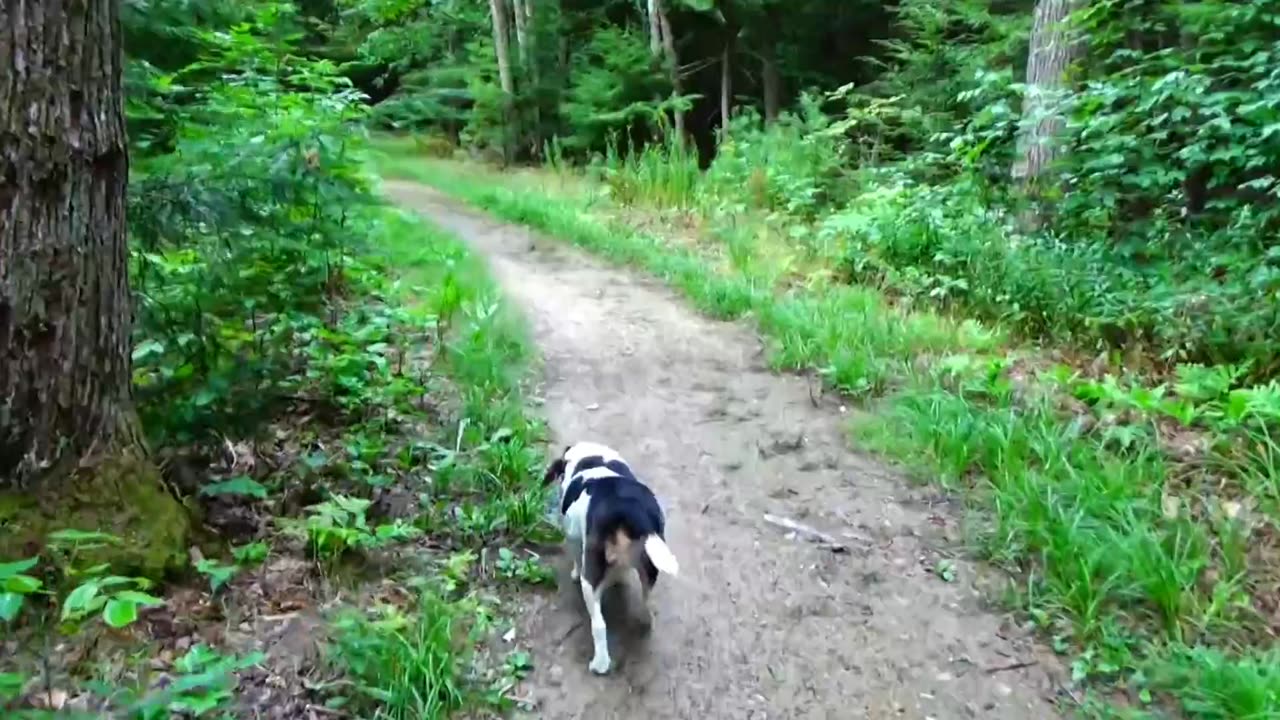 Bandit