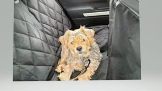 Roscoe all set to drive to the to the Antique stores !!!