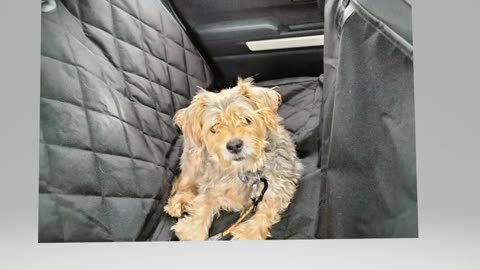 Roscoe all set to drive to the to the Antique stores !!!