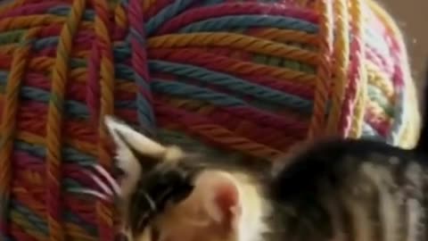 Curious Kitty vs The Giant Yarn Ball 🧶 | Cutest Cat Adventure Ever!